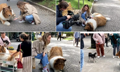 Japonezul care a cheltuit 13.000 de euro ca să devină câine și-a făcut prima apariție în public, ca un Collie. Vrea să testeze reacțiile animalelor