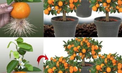 Iată Cum Să Cultivi Acasă Mandarine