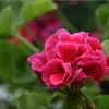 Cum pregătești mușcatele pentru iernare ca să înflorească superb primăvara